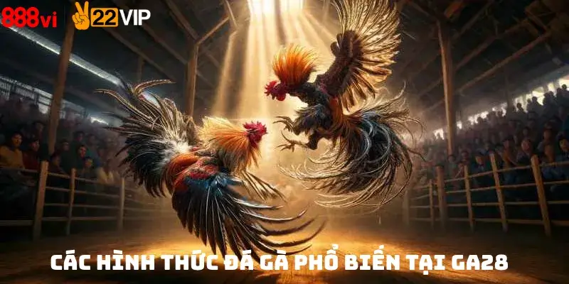 Các hình thức đá gà phổ biến tại GA28