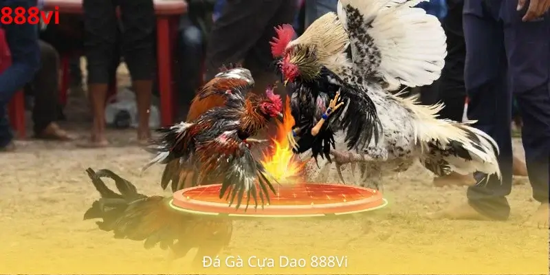 Đá Gà Cựa Dao 888Vi