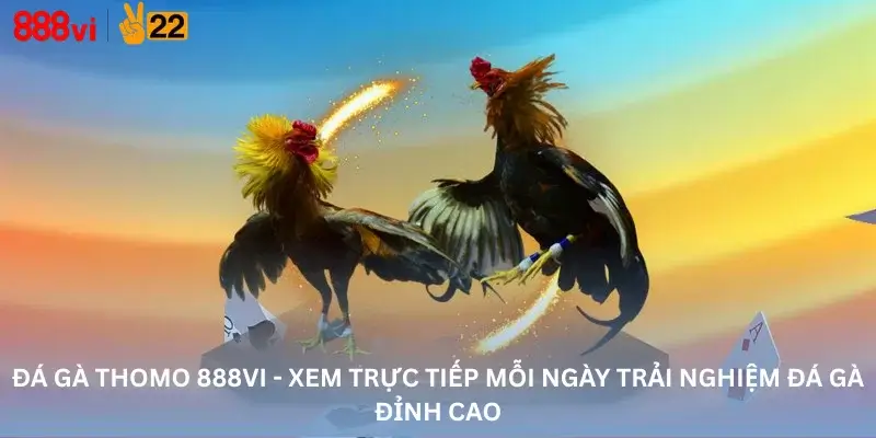 Đá Gà Thomo 888Vi - Xem Trực Tiếp Mỗi Ngày Trải Nghiệm Đá Gà Đỉnh Cao
