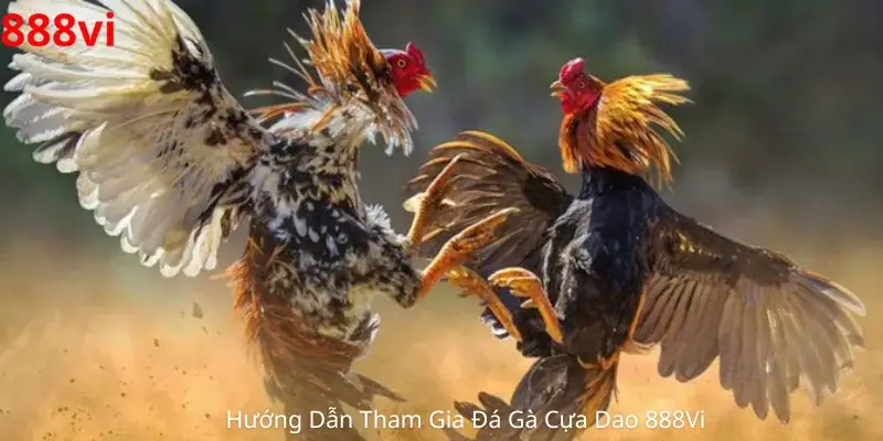 Hướng Dẫn Tham Gia Đá Gà Cựa Dao 888Vi