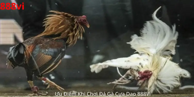 Ưu-Điểm-Khi-Chơi-Đá-Gà-Cựa-Dao-888Vi 